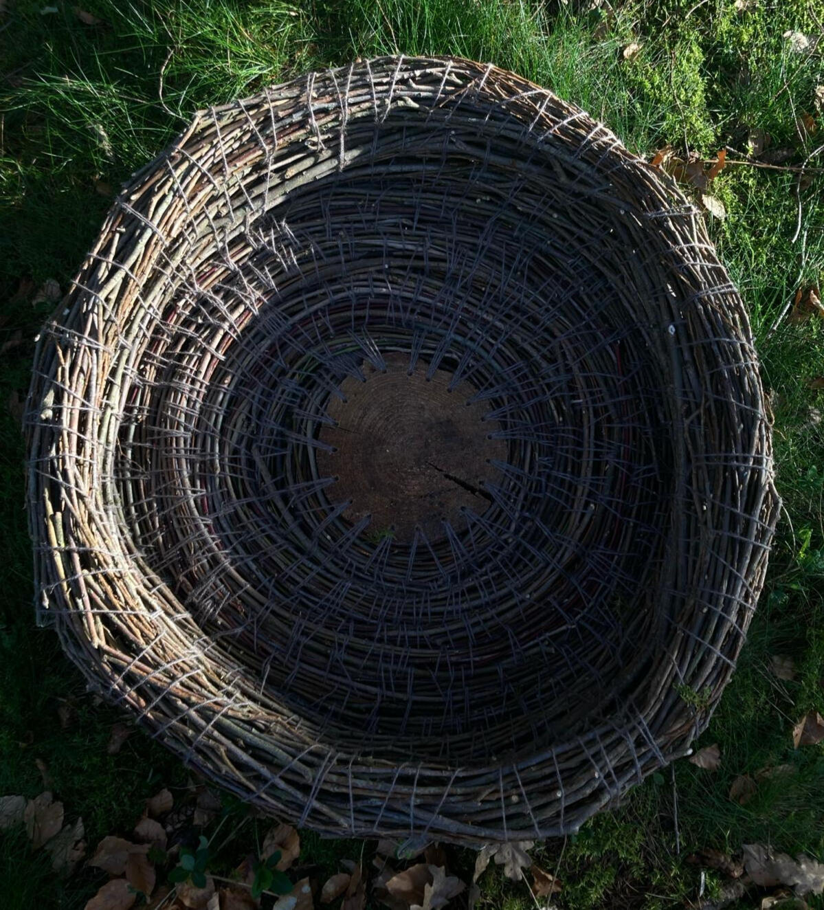 The Feathered Watcher